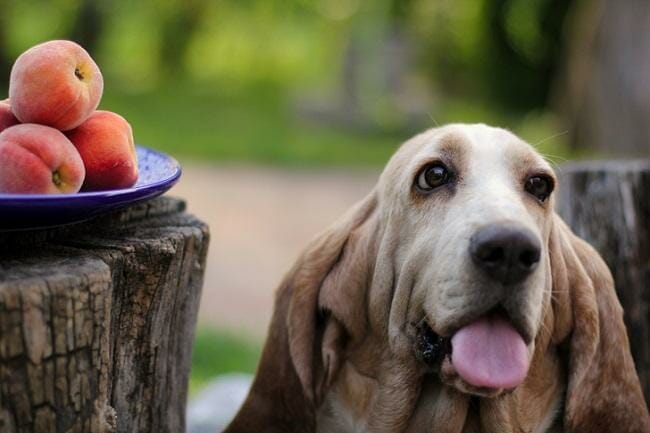 Are Peaches Good For Your Dog
