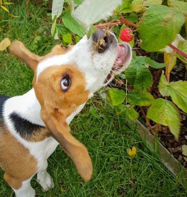 Are Raspberries Good for Dogs? Kinda Pets