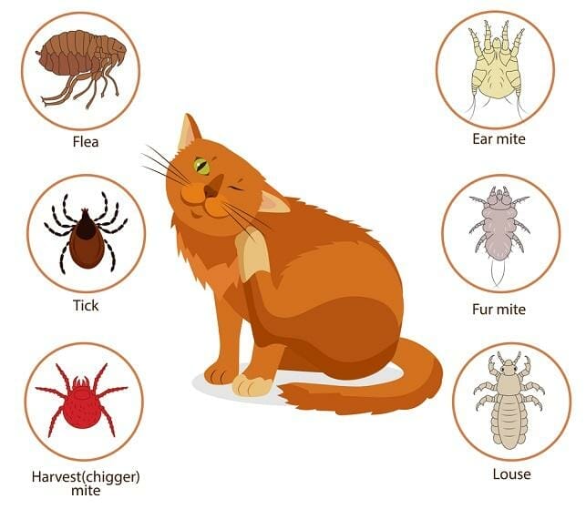A Brief Guide on How to Get Rid of Fleas on Housecats