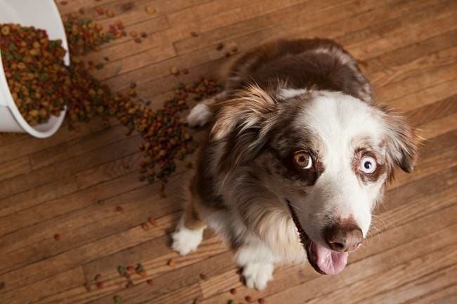 best canned dog food to feed dogs