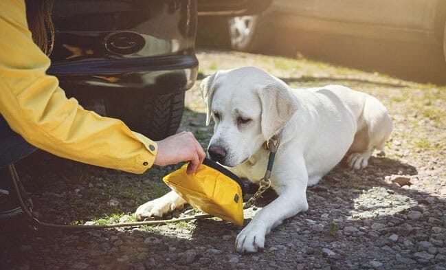How to Care for your Dog When She is in Heat