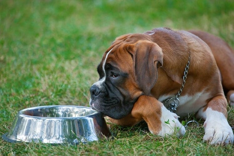 Best Nutritious Dog Food for Boxers