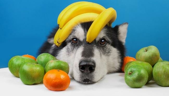 What Fruits and Veggies Can Doggies Eat