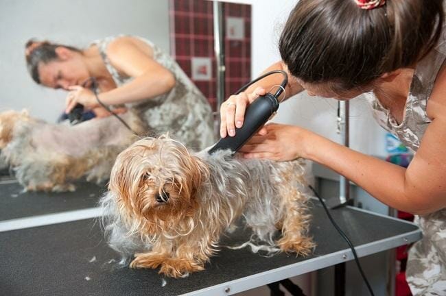 female-groomer-haircut-yorkshire-terrier