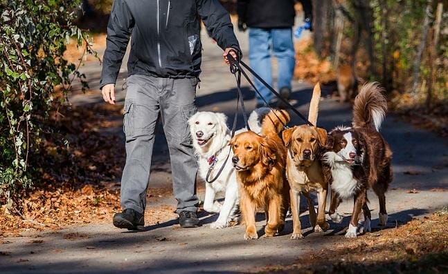 find-dog-walking-jobs-near-me