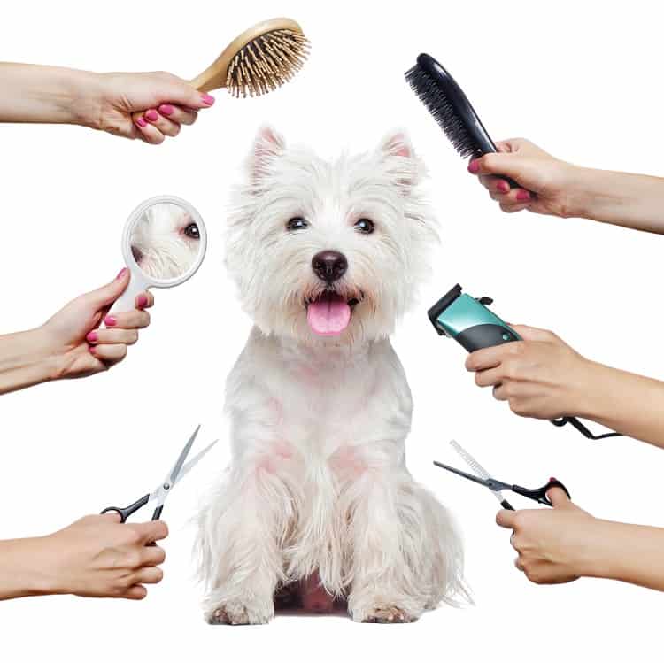 Top 5 Best Dog Grooming Clippers For Westies Clippers Kit