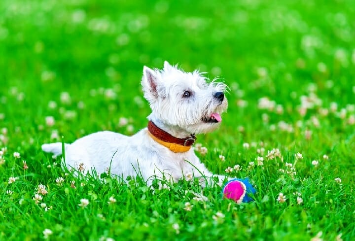 Best Dog Grooming Clippers For Westies