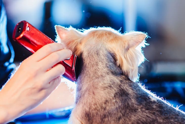 Best Dog Clippers for Border Terriers