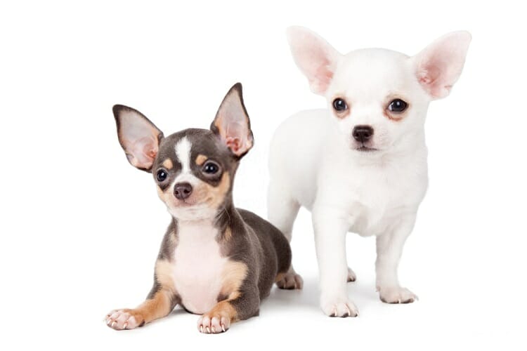 Best Dog Clippers for Chihuahua of 2019