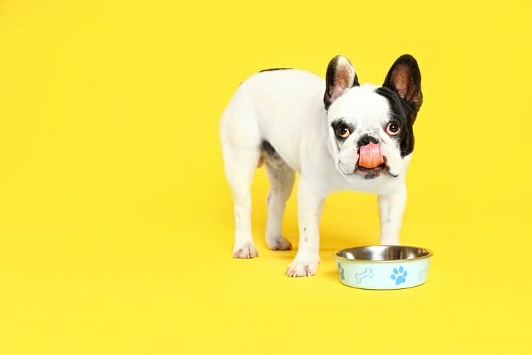 Best Puppy Food for Bulldogs