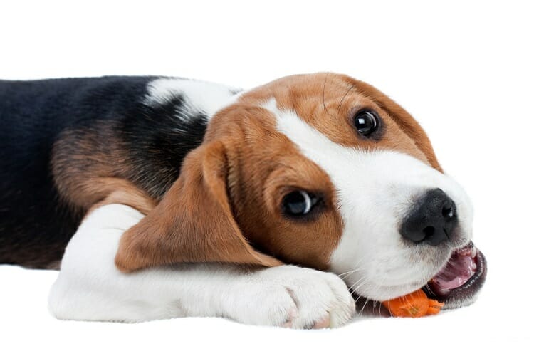Best Foods For Beagles