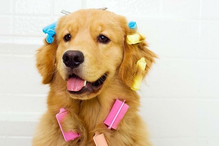 Doggy Styling Grooming