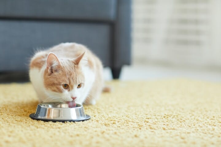 Best Cat Feeders For Vacation