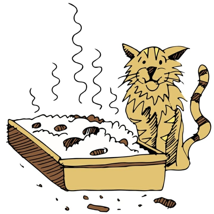 Best Cat Litter to Control Odor