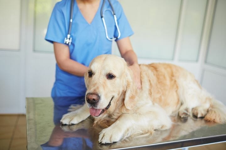 Dog in vet clinic