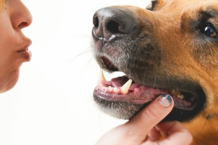 Bad breath is common among dogs