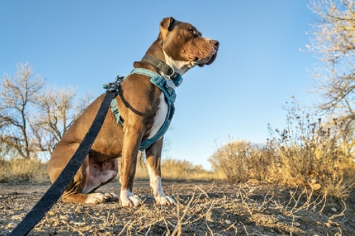 Best Dog Harness For Hiking