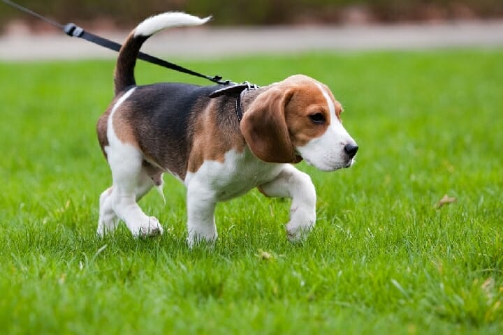 Best Leash For Blind Dogs