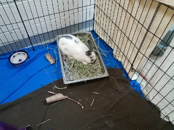 Can You Use Puppy Pads For Rabbits