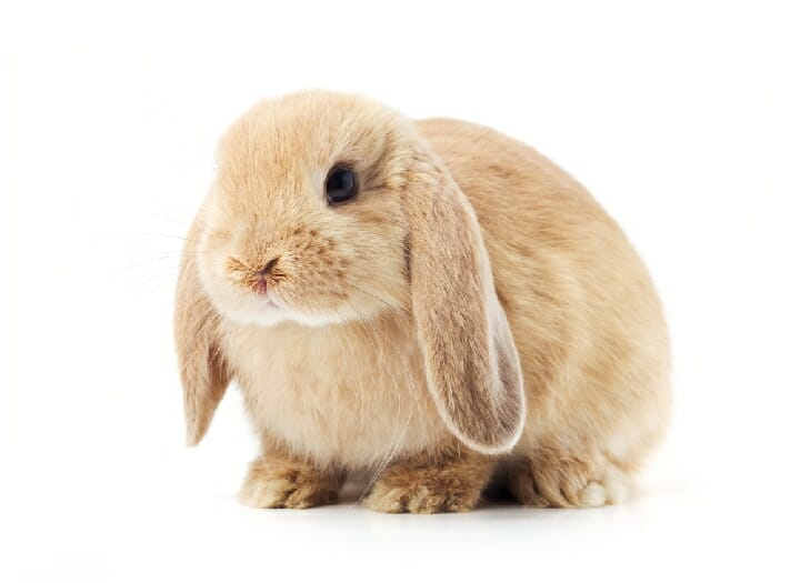 Best Litter Box for Rabbits