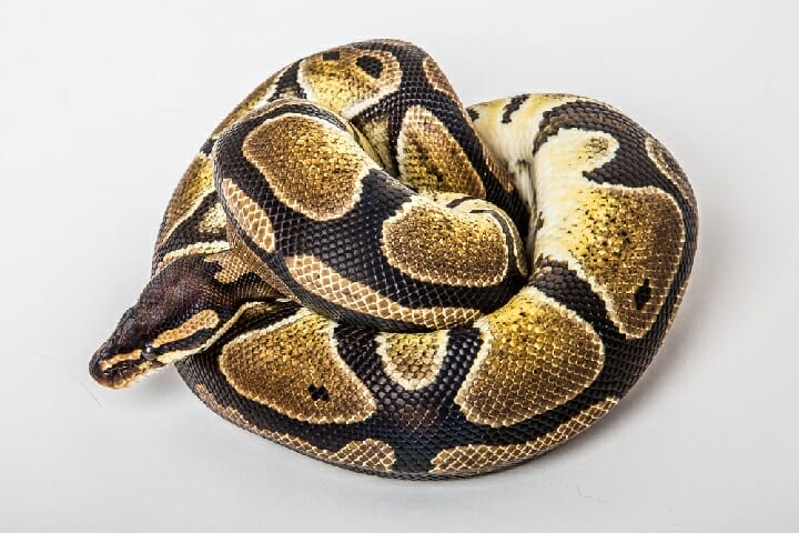Best Substrate And Bedding For Ball Python