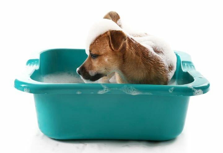 Best Bathtub For Large Dogs