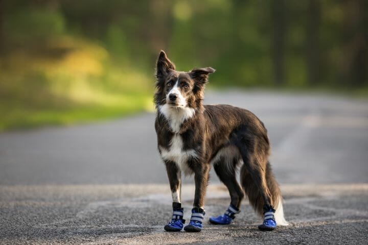 Best Dog Boots For Dew Claws