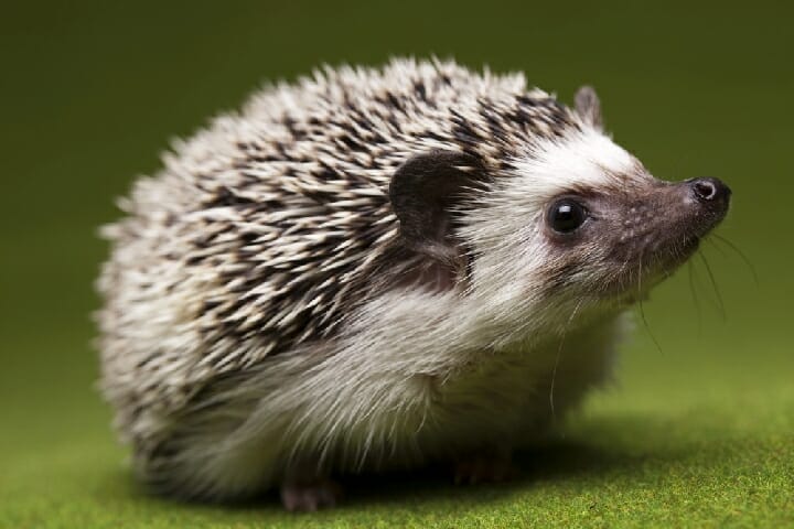 Best Exercise Wheel for Hedgehog
