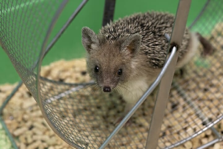 Best Exercise Wheel for Hedgehog