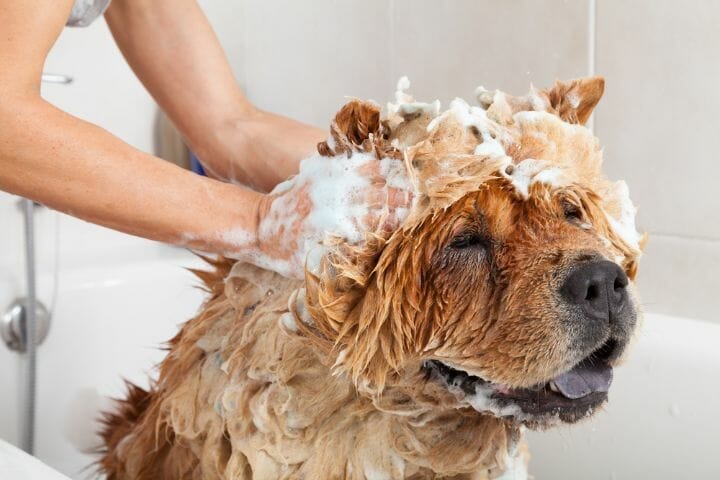 Best Shampoo For Golden Retriever