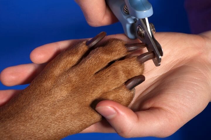 Dog Nails