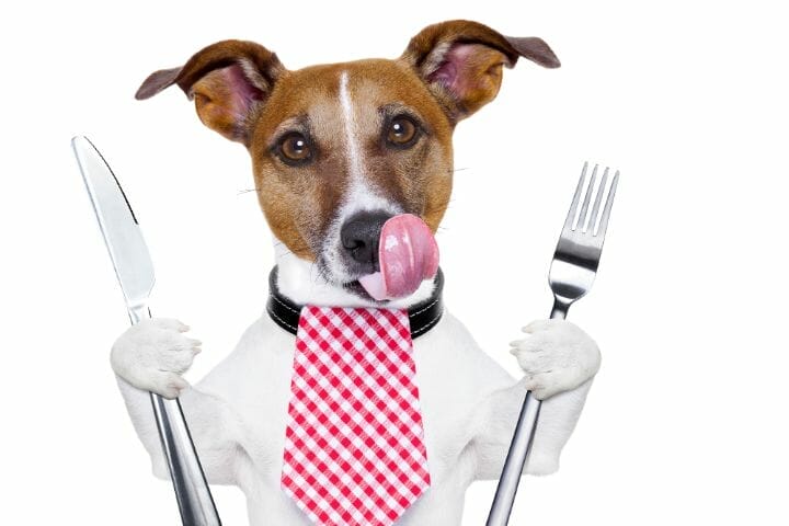 Can Dogs Eat Lunchmeat?
