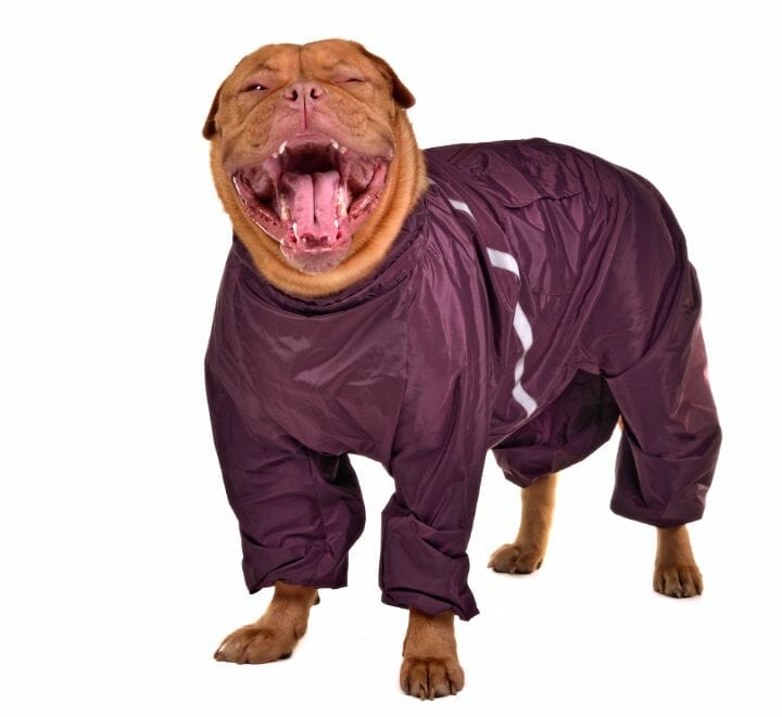 Best Raincoat for Large Dogs