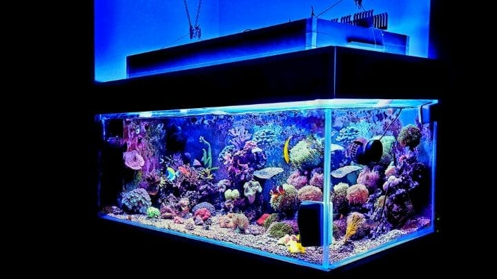 Best Aquarium Filter For 125 Gallon Tank
