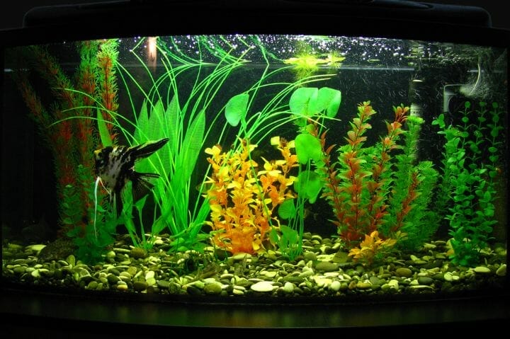 Best Aquarium Filter For 75 Gallon Tank