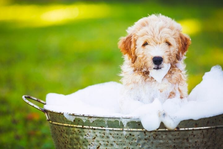 Best Dog Wash for Itchy Skin