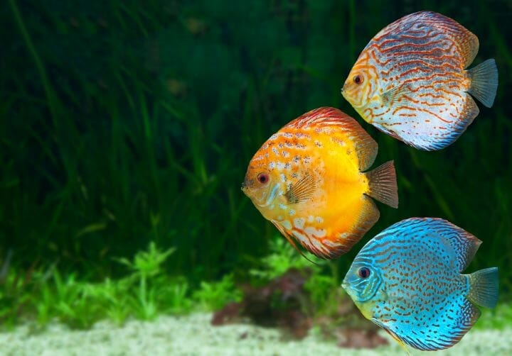 Best LED Aquarium Lighting For Fish Color