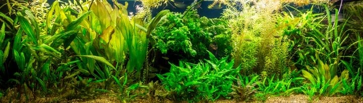 Best LED Aquarium Lights For Plants