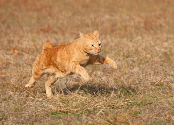 Running outdoor cat