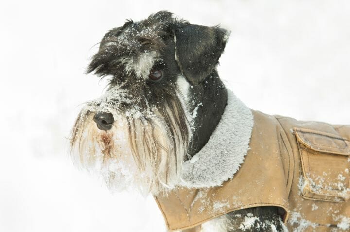Winter Jackets for Small Dogs (2)