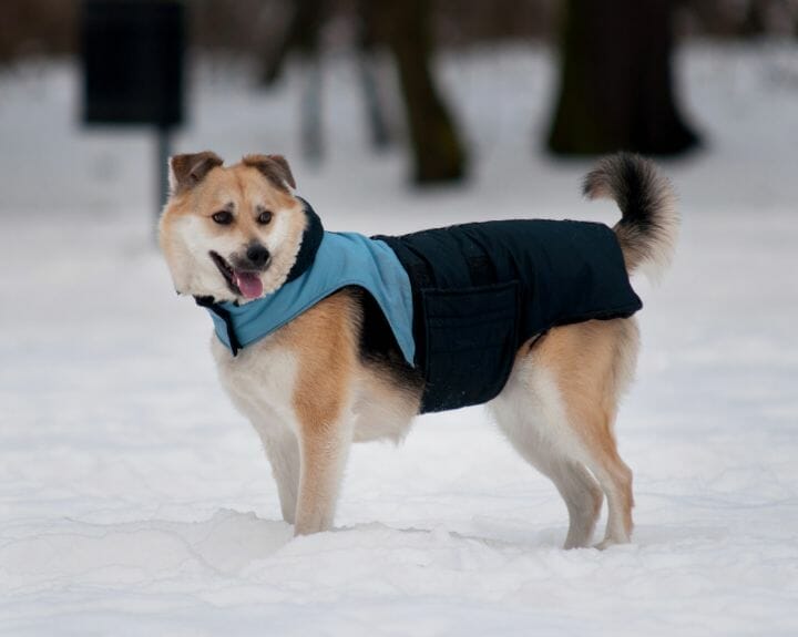 Winter Jackets for Dogs