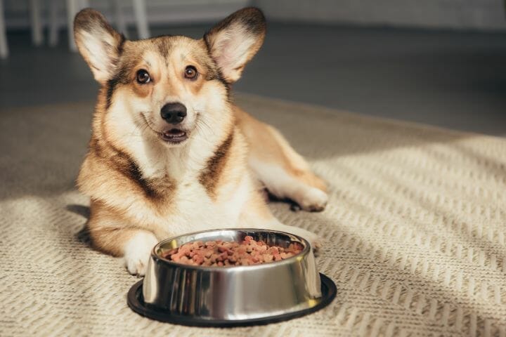 Dog Food Similar To Royal Canin