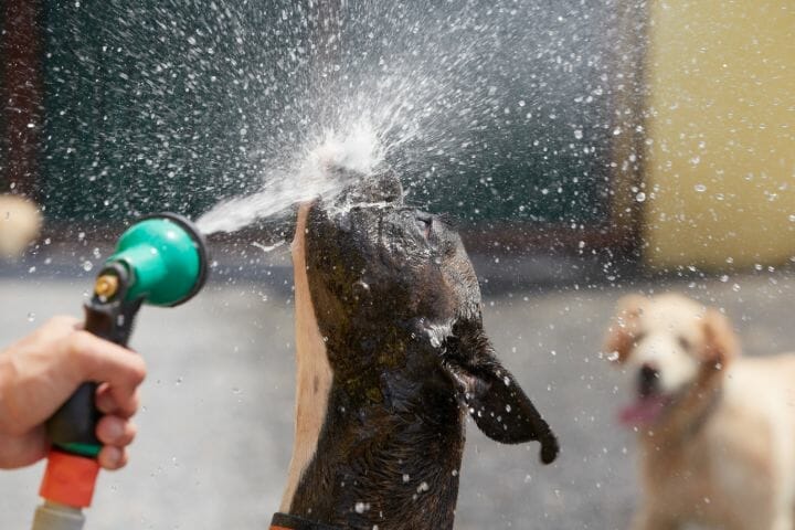 Best Handheld Shower Head For Washing Dogs
