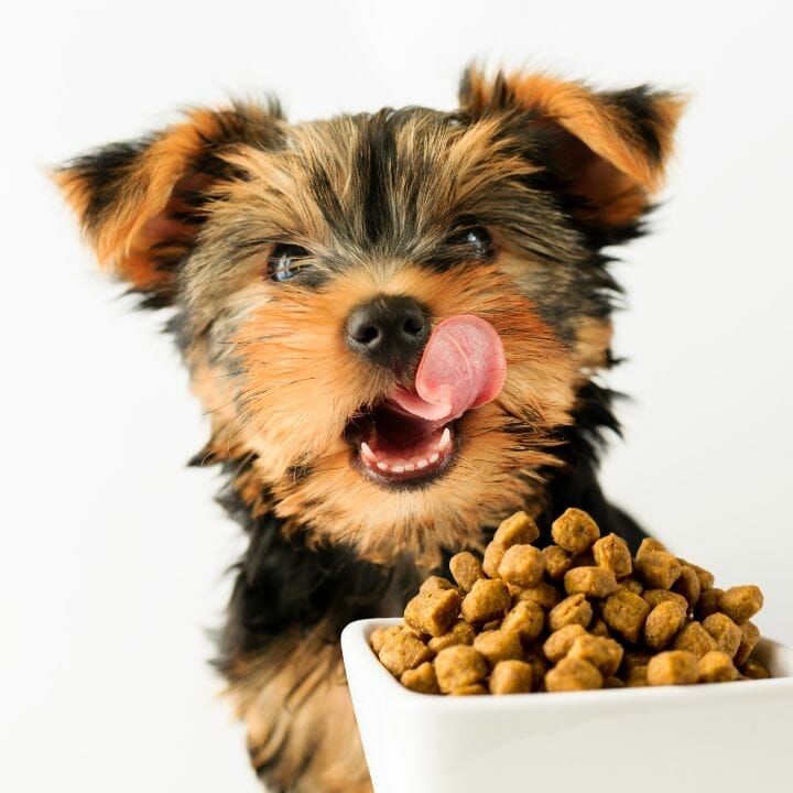 Purina En Dog Food Alternatives