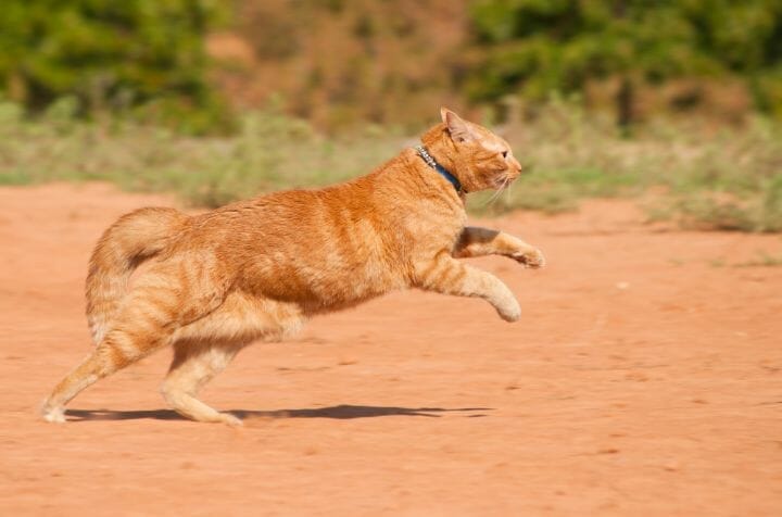 Outdoor Cat Running
