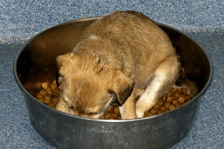 Should I Wake My Puppy Up To Eat