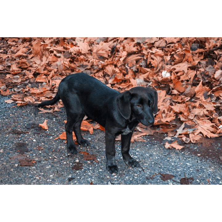 Can A Black Puppy Change Colour