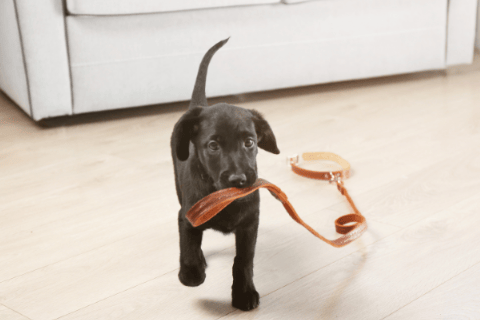 The Best Collar for Puppy in 2021