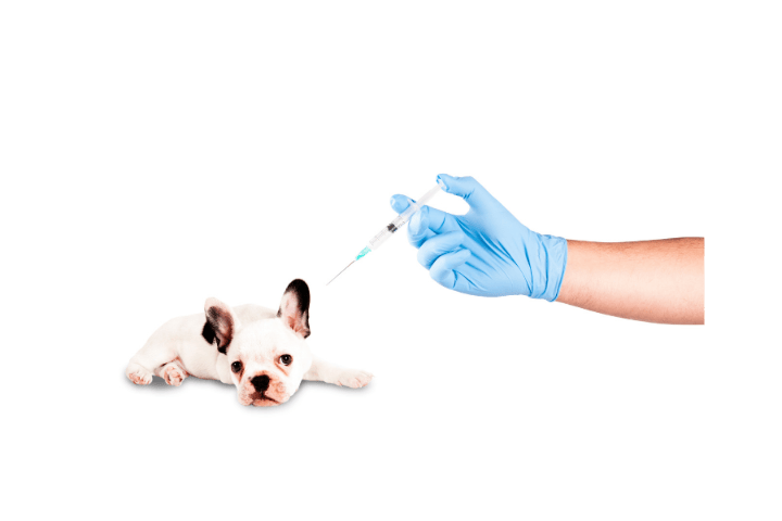 Can A Puppy Take A Bath After Vaccination