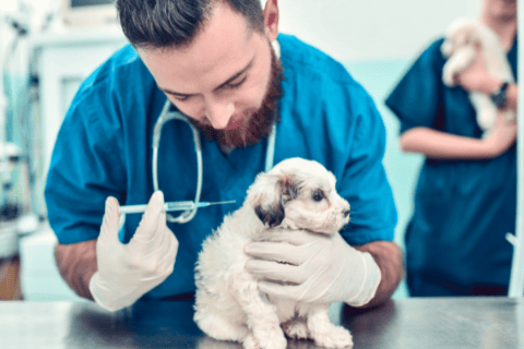 Can A Puppy Take A Bath After Vaccination